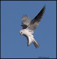 _0SB0269 white-tailed kite